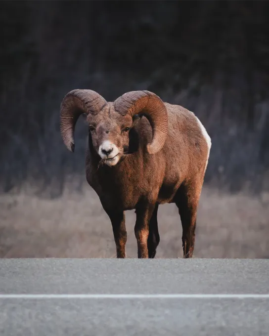 Big horn sheep standing near the road in the Canadian Rockies